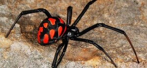 В Одесской области активизировались ядовитые пауки: что делать в случае укуса