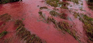 Река покраснела: в Запорожской области оккупанты вызвали очередную экологическую катастрофу