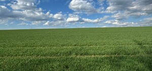 Теплицы снесли: под Харьковом 400 гектаров земли вернули государству