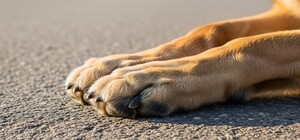 В Одесской области мужчина переехал собаку: дело расследует полиция