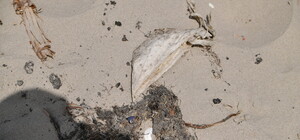 На пляжах Нацпарка 