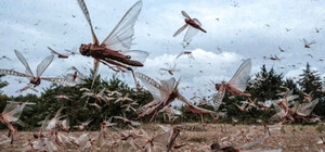 Запорожье атакует саранча: в городе объявили карантин из-за экологической угрозы