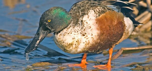 До Нижньодністровського парку на Одещині прилетів качур, що подолав майже 7000 км з Франції