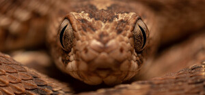 У Дрогобицькому районі на жінку напала змія 