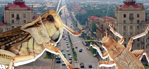 Украинцы такие украинцы: жители Запорожья превратили нашествие саранчи в заработок