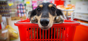 METRO, Roshen, Radiant: в какие заведения в Запорожье не пускают с собаками