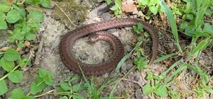 На Львівщині змія вкусила дитину 