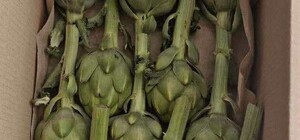 В Одесской области активно выращивают артишок: новая нишевая культура привлекает местных фермеров