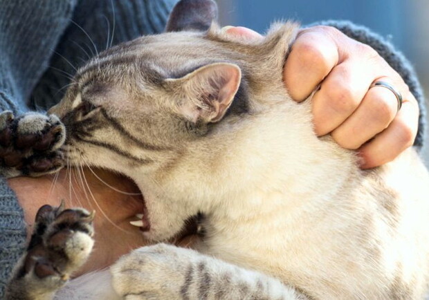 В Харькове выявили бешенство у кота: на части Салтовки ввели карантин. Фото иллюстративное: if.informator.ua