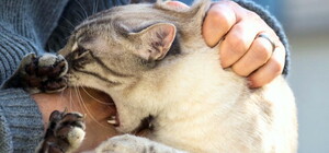 В Харькове выявили бешенство у кота: на части Салтовки ввели карантин