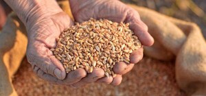 Росія вивезла 15 мільйонів тонн українського зерна з окупованих територій