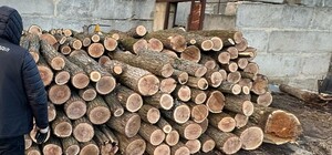 У Харківській області блокували масштабну вирубку дерев