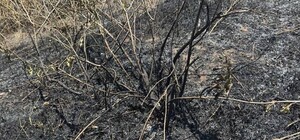 Жительку Одещини судитимуть за підпал сухої трави: яке покарання їй загрожує