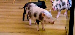 В Одессе открылось первое кафе с мини-пигами, свободно гуляющими между посетителями