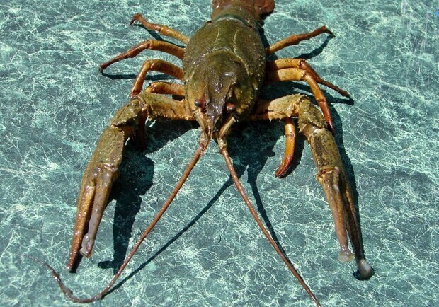 В Харьковской области запретят ловить раков 