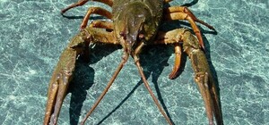 В Харьковской области запретят ловить раков