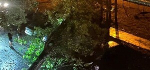 У Дніпрі буревій валив зупинки, зносив стовпи та дорожні знаки