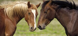 В Днепропетровской области обстреляли конный завод: повреждены конюшни и пострадали лошади