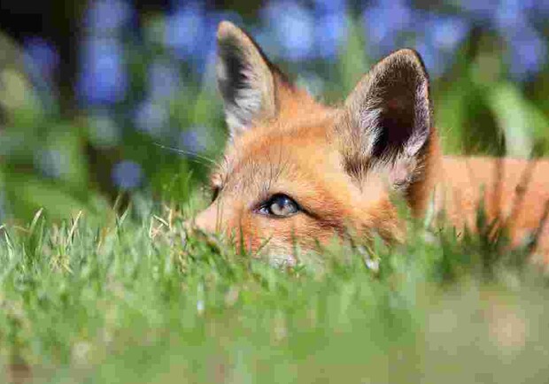 Жителей Чугуевского района просят быть осторожными: в Печенегах обнаружили бешеную лису. 