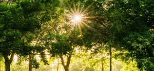 На Салтовке предлагают обустроить новый парк