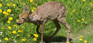 В Петропавловской Борщаговке зафиксировали бешенство в зоопарке: в больницу просят обратиться всех посетителей
