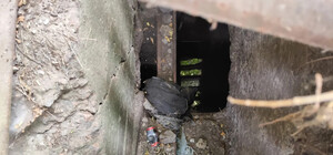 У центрі Дніпра вже тиждень намагаються врятувати собаку, що застряг у колекторі