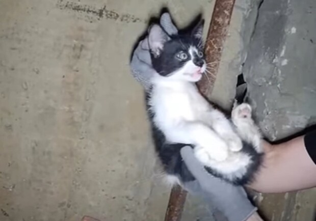 В Харькове котенок застрял в бомбоубежище между плитами. 