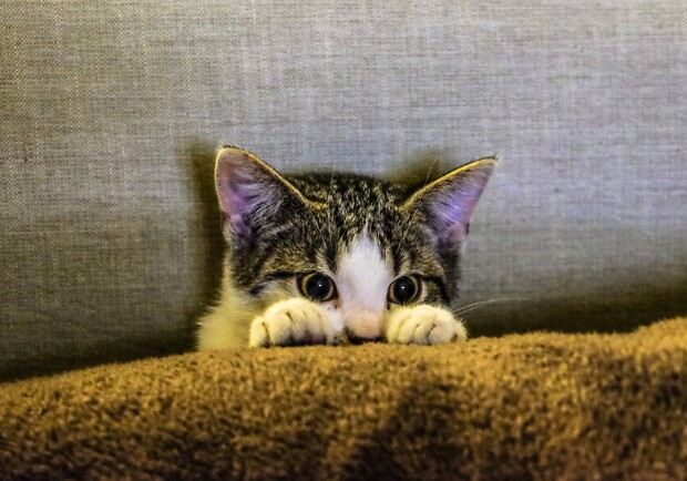 Под Харьковом бешеный котенок укусил ребенка. 