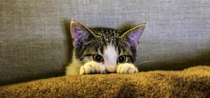 Под Харьковом бешеный котенок укусил ребенка