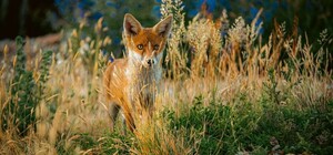 У Львівській громаді проводять осінню імунізацію лисиць від сказу