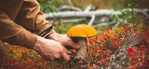 В Одесской области три человека отравились грибами домашнего приготовления.