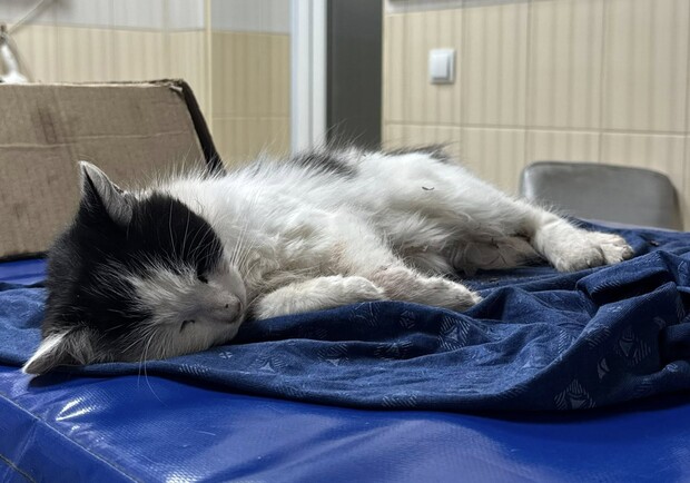 В Харькове участились случаи отравления котов. 