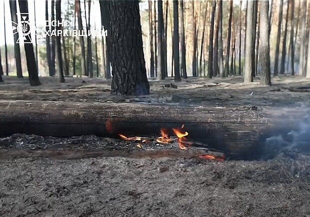 В Харьковской области горят леса. 