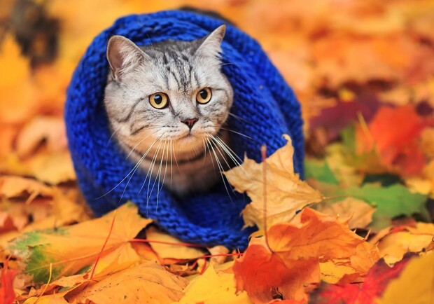 Яка погода буде у Харкові у жовтні: прогноз. 