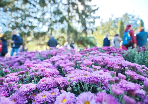 В Харькове состоится ежегодный Бал Хризантем. 