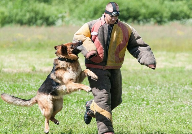 На зарплату в 120 000 гривен: в Харькове ищут кинологов.