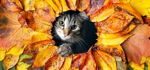 Сколько будет выходных и праздников в октябре 2025 года: календарь рабочих дней и важных дат