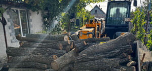 Вирубували дуби та акації без дозволу: на Одещині судитимуть двох чоловіків, які знищили ліс на понад пів мільйона гривень