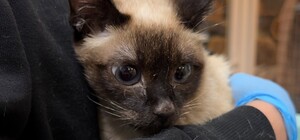 Львівські волонтери врятували кішку, яка два місяці жила з мертвою господаркою