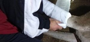 В Одесском зоопарке травмировалась самка оленя: что с животным