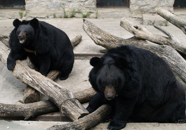 В это день и взрослые и дети смогут посетить зоопарк по "единому тарифу". Фото "В городе".