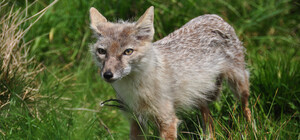 В Киеве ввели карантин из-за случая бешенства в Голосеевском районе