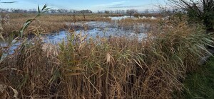 Три гектари смороду: на Одещині каналізаційні стоки забруднили землю