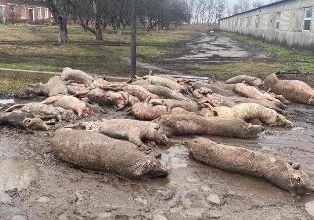 Екологи підрахували збитки від російського обстрілу великої агроферми на Харківщині 