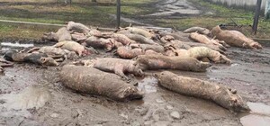 Екологи підрахували збитки від російського обстрілу великої агроферми на Харківщині