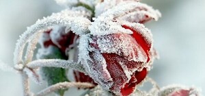 Посевный календарь на декабрь 2025 года: что делать в саду и огороде