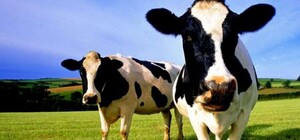 В Краснокутской общине корова заболела бешенством