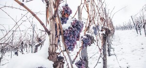 Виноградники Одесчины под угрозой: не уничтожат ли морозы будущий урожай