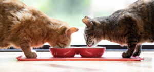 Харчування для кастрованих котів: які корми справді працюють?