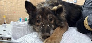 В Харькове спасли собаку, которая провалилась в подвал многоэтажки